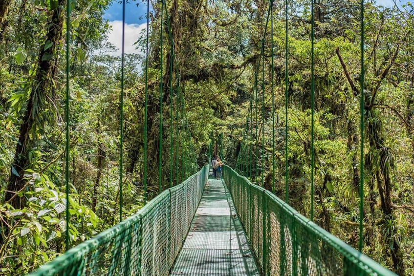 Picture 4 for Activity Monteverde: Zip Line, Bridges, and Butterfly Garden Tour