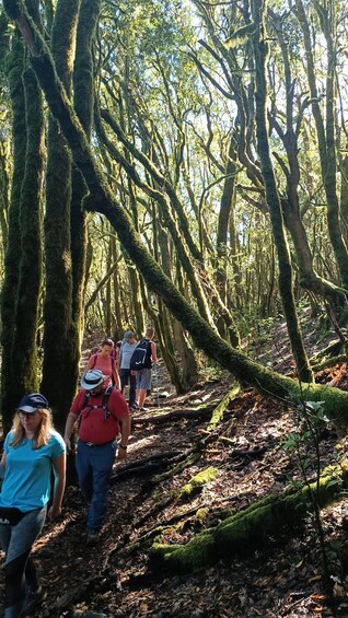 Picture 4 for Activity Tenerife: Hiking Tour Above Masca and Enchanted Forest