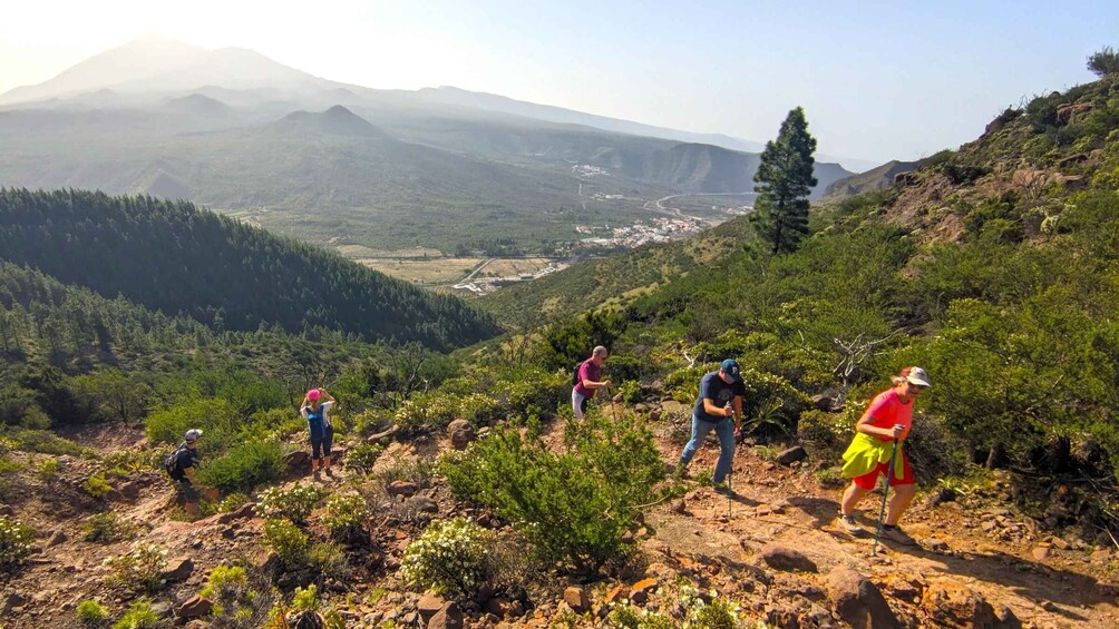 Picture 7 for Activity Tenerife: Hiking Tour Above Masca and Enchanted Forest