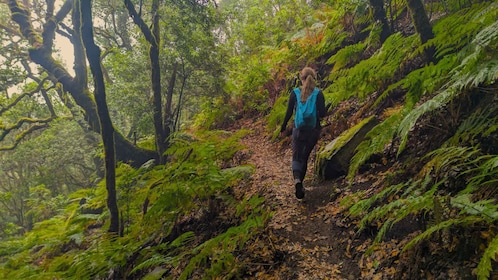 Tenerife: Hike Above Masca in Enchanted Forest with Pick-up