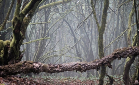 Tenerife: Hike Above Masca in Enchanted Forest with Pick-up