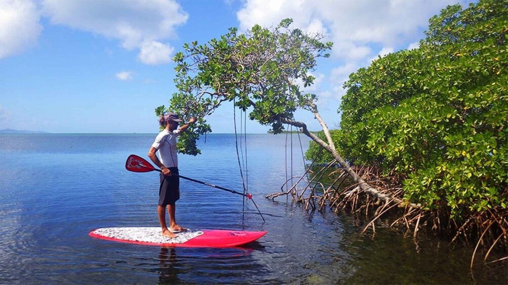 Picture 3 for Activity Guadeloupe: Stand-Up Paddle Board Rental