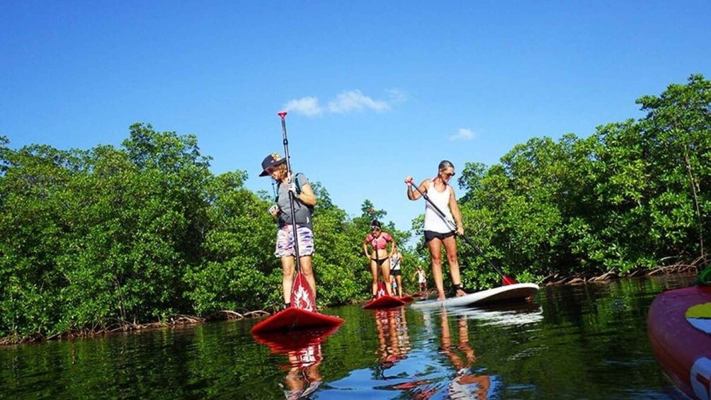 Picture 4 for Activity Guadeloupe: Stand-Up Paddle Board Rental