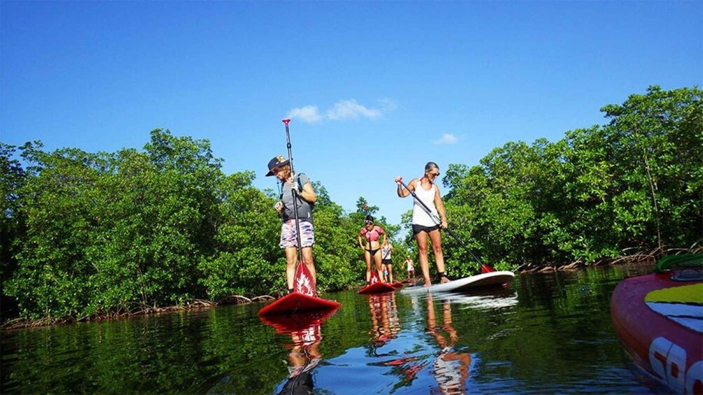 Picture 4 for Activity Guadeloupe: Stand-Up Paddle Board Rental