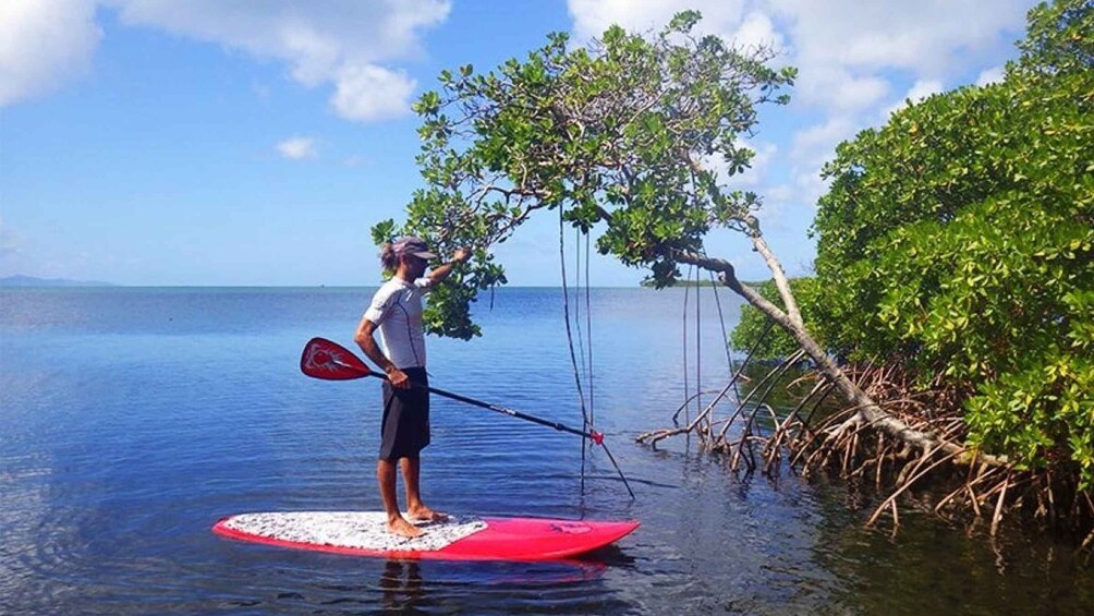 Picture 3 for Activity Guadeloupe: Stand-Up Paddle Board Rental