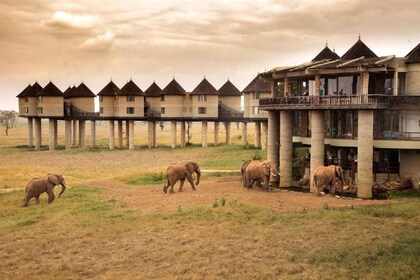 Safari nocturno en Saltlick desde Mombasa