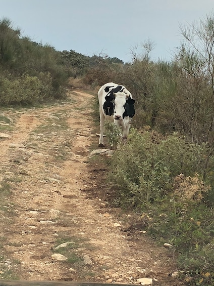 Picture 12 for Activity Corfu: Explore More in Corfu North Route