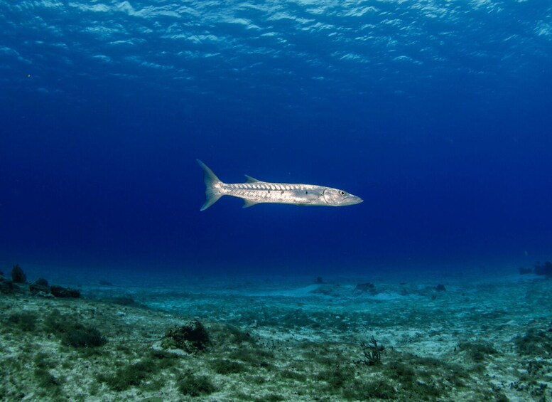 Discovery Scuba Diving in Cozumel Marine Park