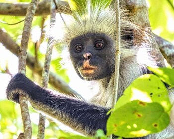 Prison Island, Spice Farm Tour, Culinary Tour with Lunch