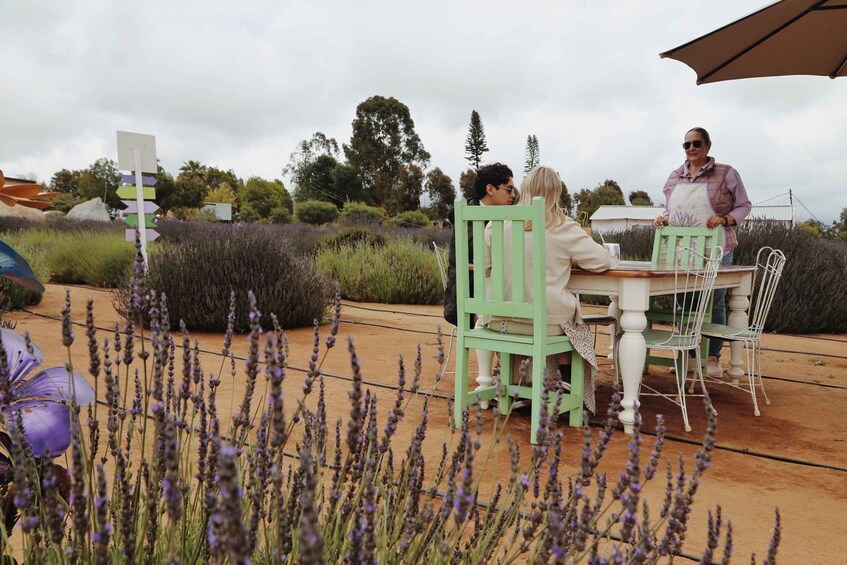 Picture 7 for Activity Lavender Field Guided Tour