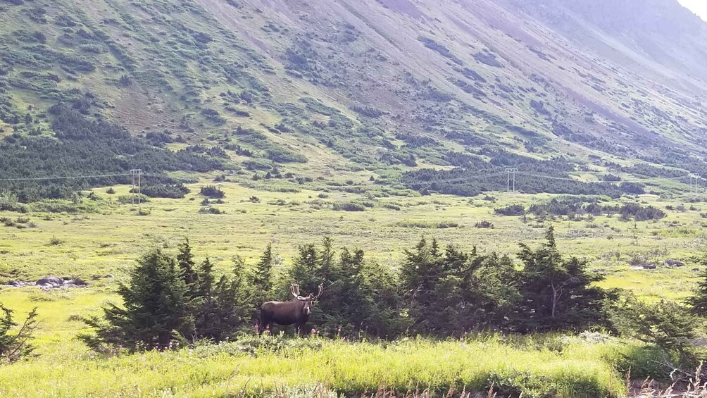 Picture 2 for Activity Fat Tire MTB in Chugach State Park Tour