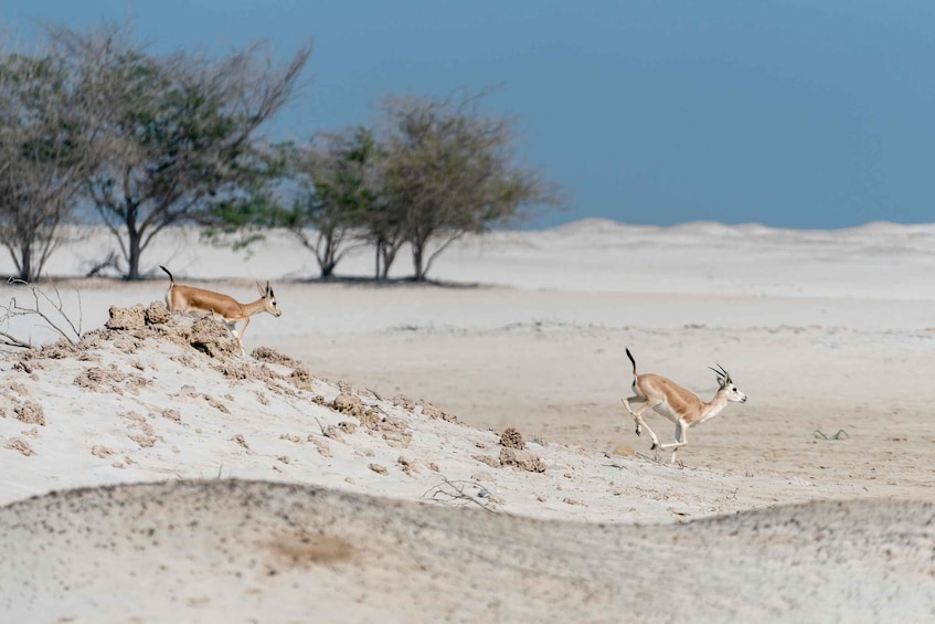 Picture 5 for Activity Abu Dhabi: 4-Hour Guided Cruise & Island Hopping