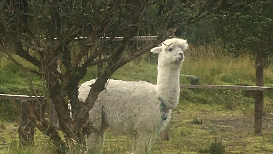Picture 2 for Activity Cotopaxi: Nature and Adventure Guided Trekking Tour