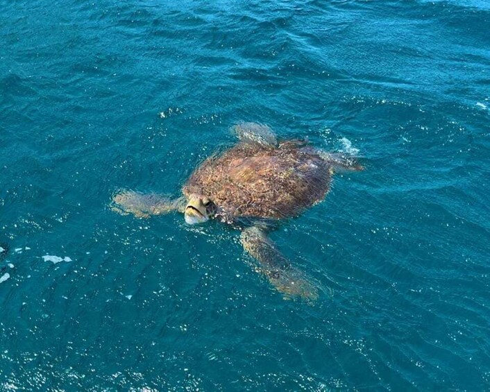 Picture 1 for Activity São Vicente: Snorkel with Sea Turtles Adventure