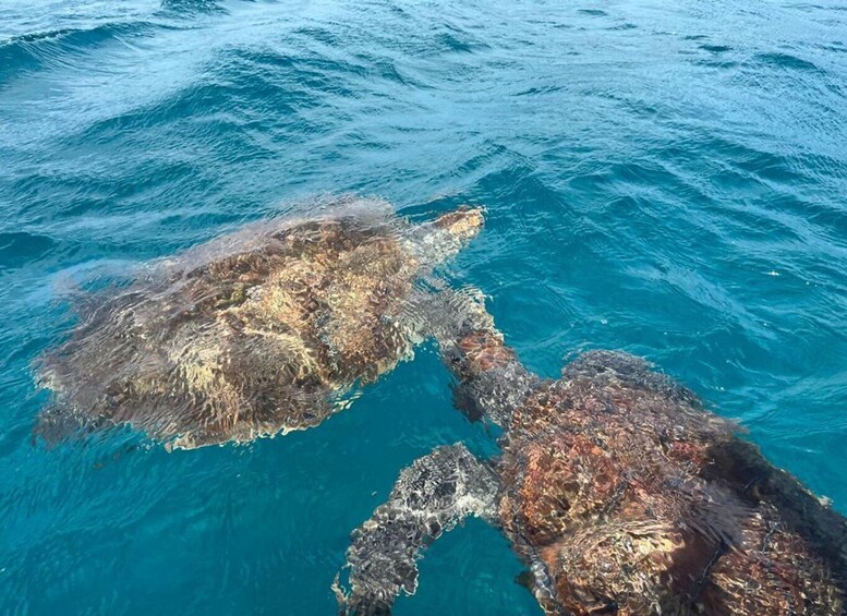 Picture 2 for Activity São Vicente: Snorkel with Sea Turtles Adventure