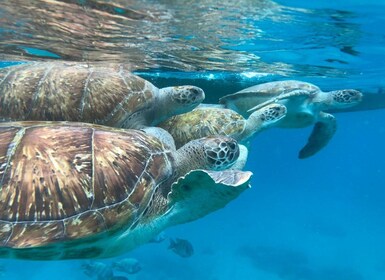 São Vicente : Aventure de plongée avec tuba et tortues de mer