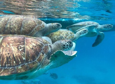 São Vicente: aventura de snorkel con tortugas marinas