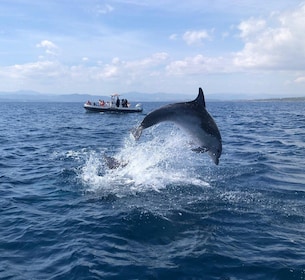 Olbia: Dolphin Watching and Snorkelling Boat Tour