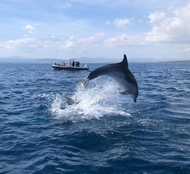 Olbia: Dolphin Watching and Snorkeling Boat Tour