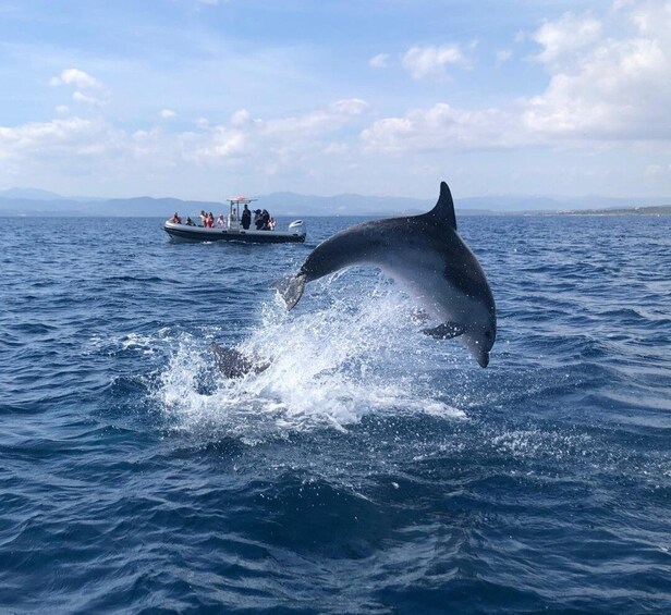 Picture 6 for Activity Olbia: Dolphin Watching and Snorkeling Boat Tour