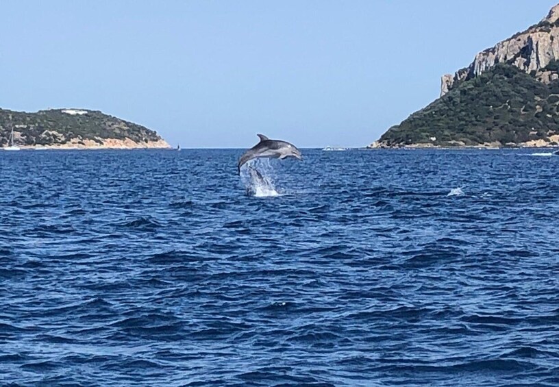 Picture 3 for Activity Olbia: Dolphin Watching and Snorkeling Boat Tour