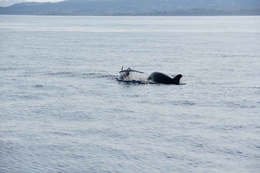 Picture 4 for Activity Olbia: Dolphin Watching and Snorkeling Boat Tour