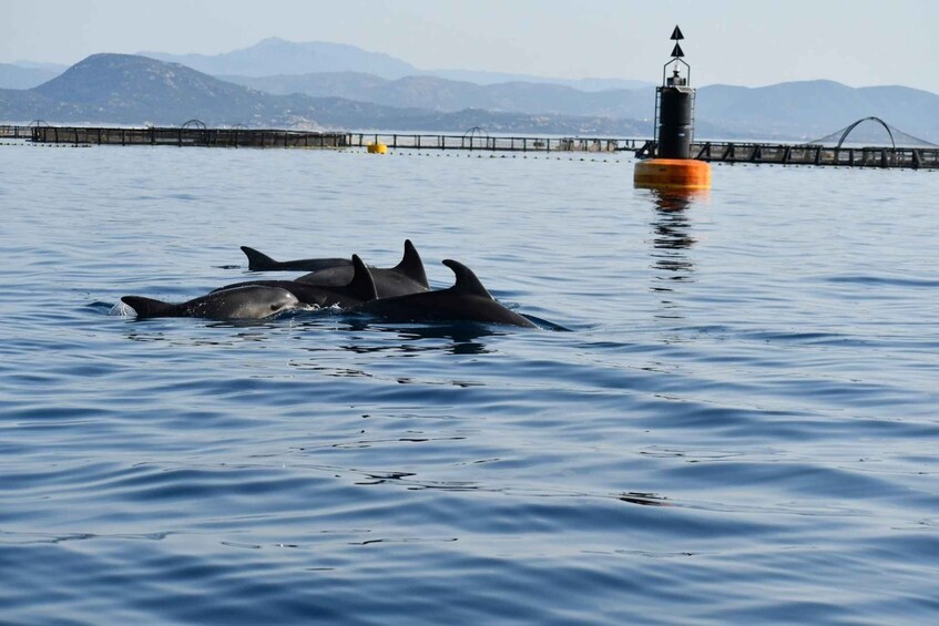 Picture 4 for Activity Olbia: Dolphin Watching and Snorkeling Boat Tour