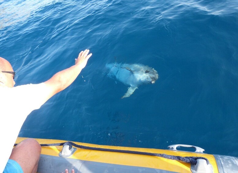 Picture 2 for Activity Olbia: Dolphin Watching and Snorkeling Boat Tour