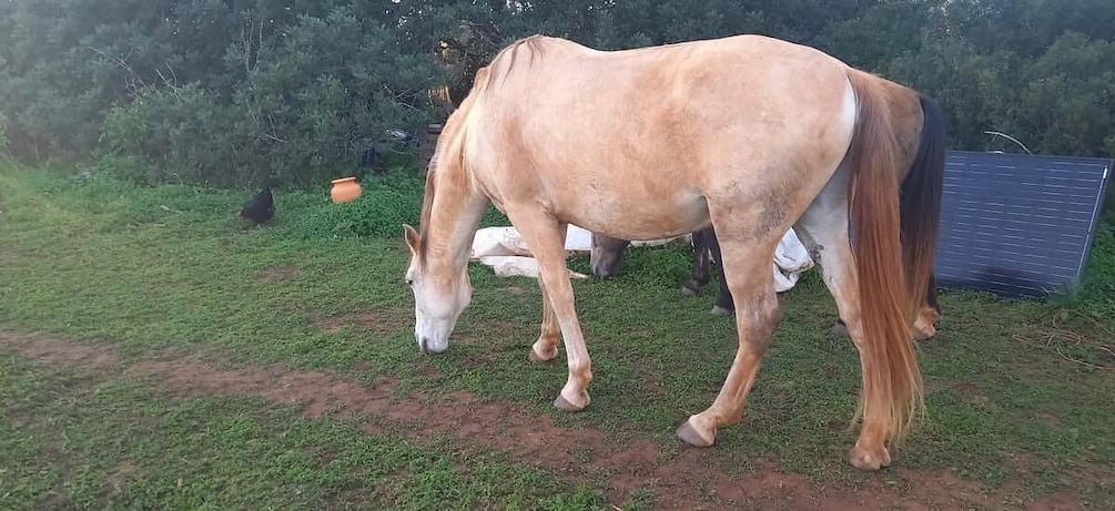 Picture 5 for Activity Lagos: A walk with a rescued horse at the sanctuary