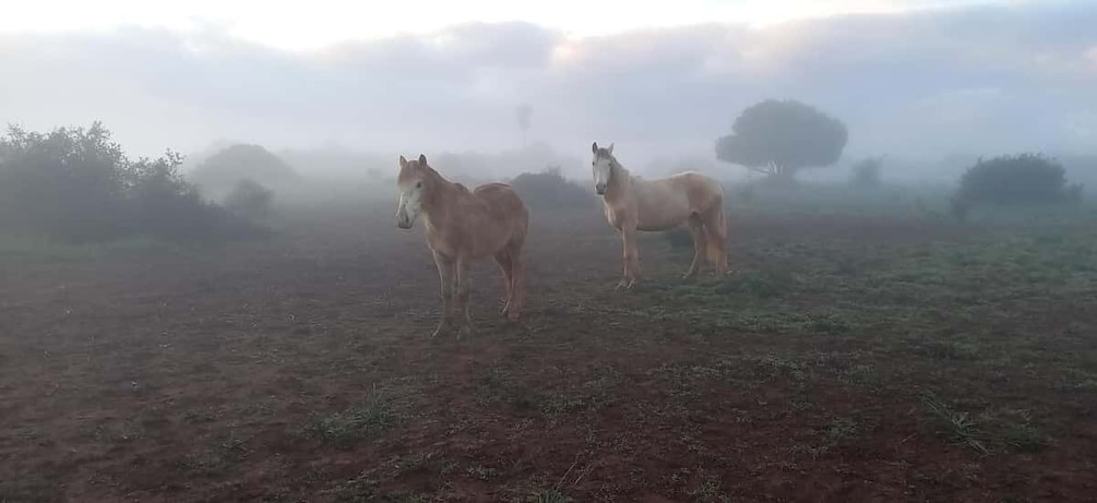 Picture 6 for Activity Lagos: A walk with a rescued horse at the sanctuary