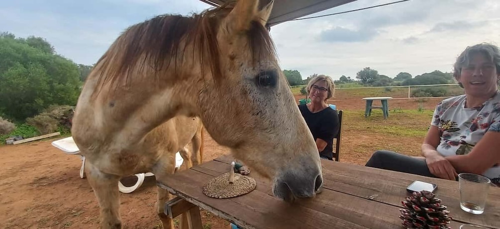 Picture 3 for Activity Lagos: A walk with a rescued horse at the sanctuary