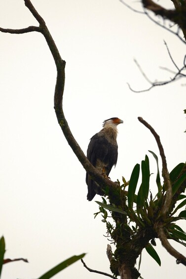 Picture 4 for Activity La Fortuna Rainforest Birdwatching Tour