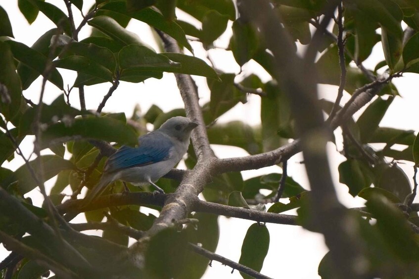 Picture 7 for Activity La Fortuna Rainforest Birdwatching Tour