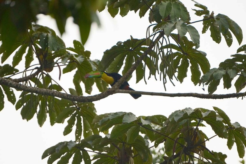 Picture 6 for Activity La Fortuna Rainforest Birdwatching Tour