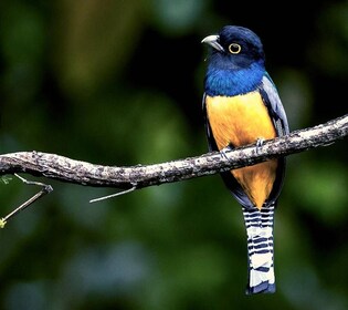 La Fortuna Rainforest Birdwatching Tour