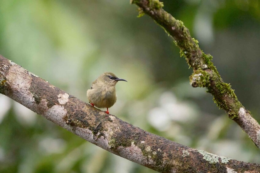 Picture 5 for Activity La Fortuna Rainforest Birdwatching Tour