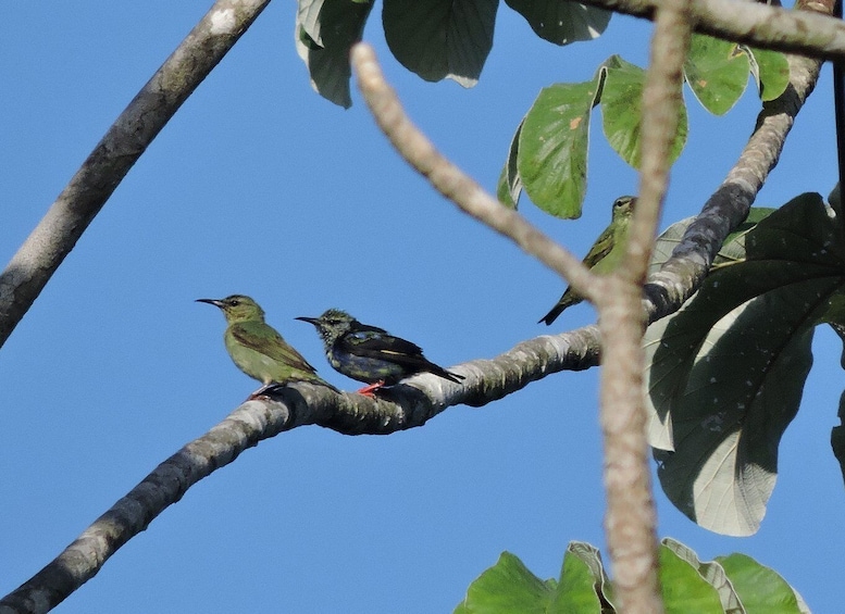 Picture 10 for Activity Puerto Morelos: Birdwatching Hike with Coffee and Snacks