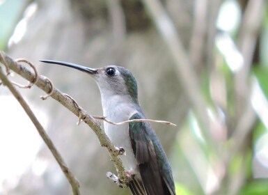 Puerto Morelos: Birdwatching Hike with Coffee and Snacks