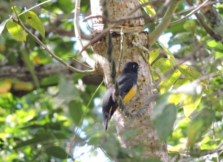 Picture 1 for Activity Puerto Morelos: Birdwatching Hike with Coffee and Snacks