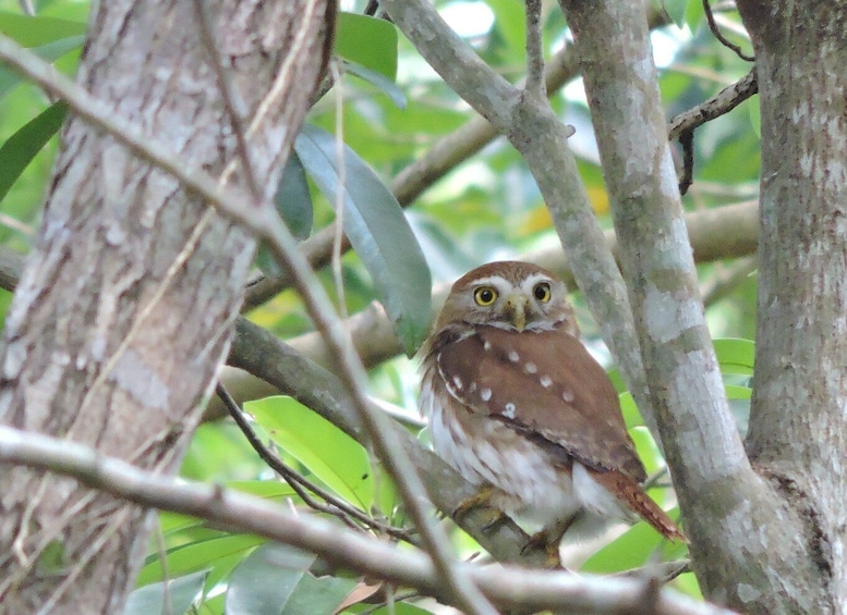 Picture 9 for Activity Puerto Morelos: Birdwatching Hike with Coffee and Snacks