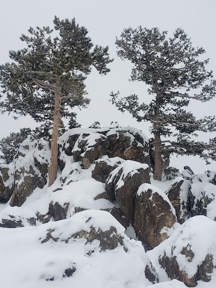 Picture 6 for Activity From Denver: Rocky Mountain National Park Fall/Winter Tour