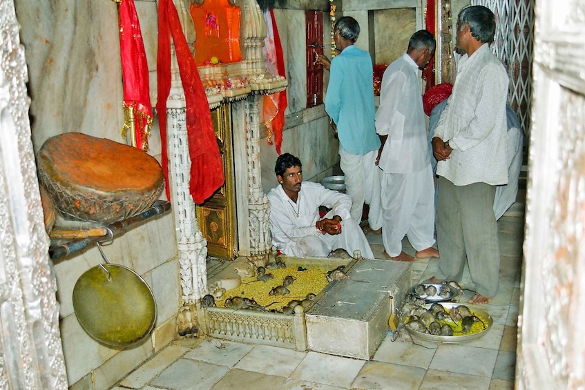 Picture 9 for Activity See Camel Centre, Rat Temple from Jodhpur With Bikaner Drop