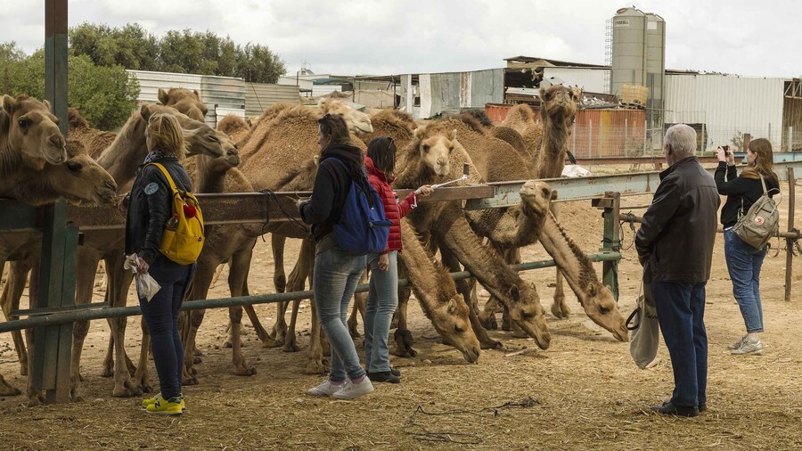 See Camel Centre, Rat Temple from Jodhpur With Bikaner Drop