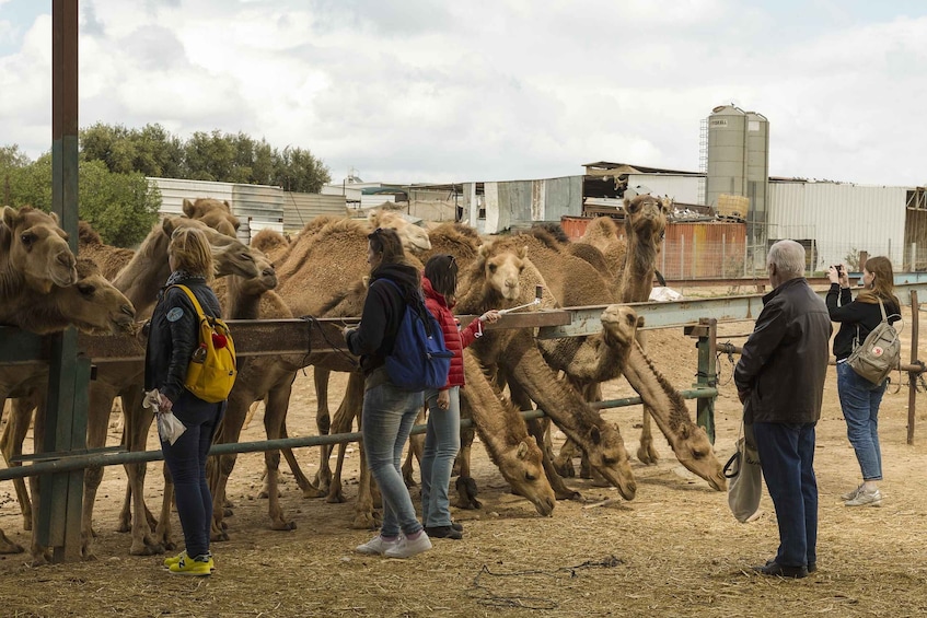 See Camel Centre, Rat Temple from Jodhpur With Bikaner Drop