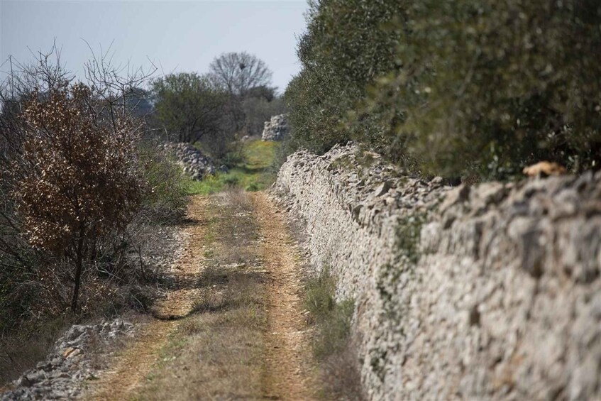 Picture 7 for Activity Puglia/Bari: A bike experience among vineyards and wineries