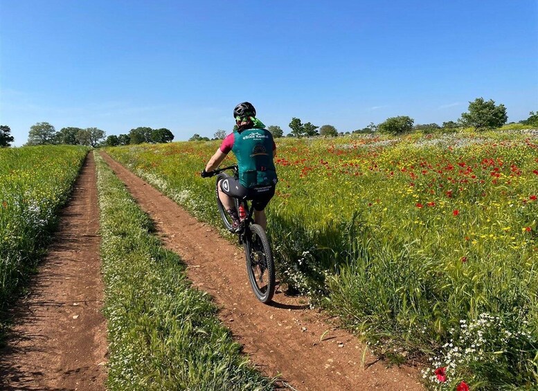 Picture 5 for Activity Puglia/Bari: A bike experience among vineyards and wineries