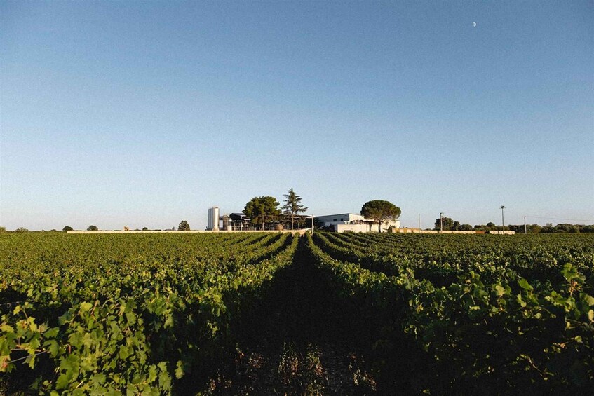 Puglia/Bari: A bike experience among vineyards and wineries