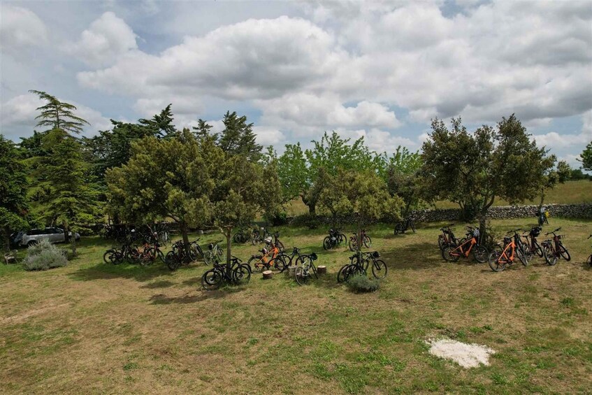 Picture 3 for Activity Puglia/Bari: A bike experience among vineyards and wineries