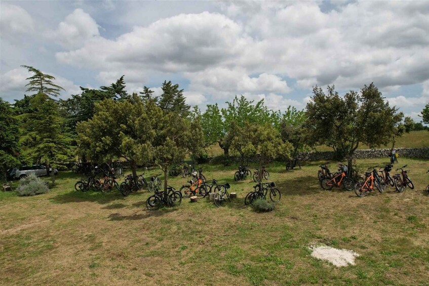 Picture 5 for Activity Bari/Gioia del Colle: vineyard bike tour & wine tasting