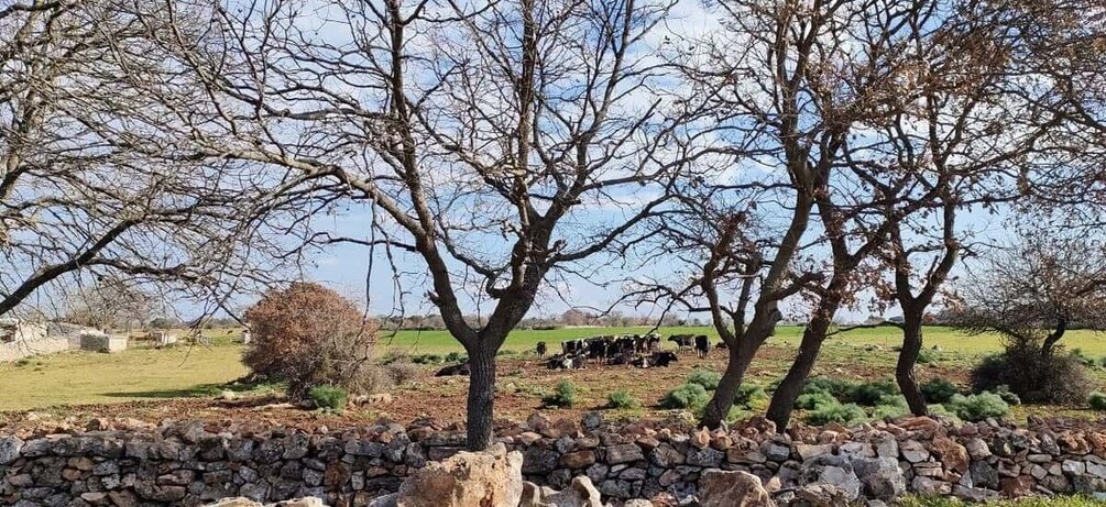 Picture 11 for Activity Puglia/Bari: A bike experience among vineyards and wineries